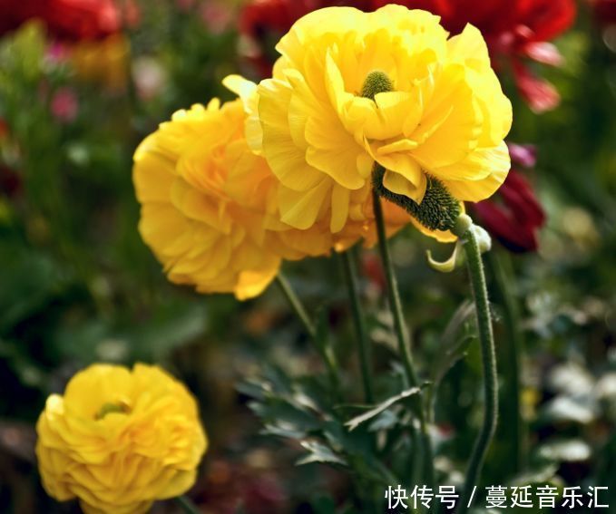 喜欢养花的，养种球花卉不能少它，颜色好看看着还很迷人