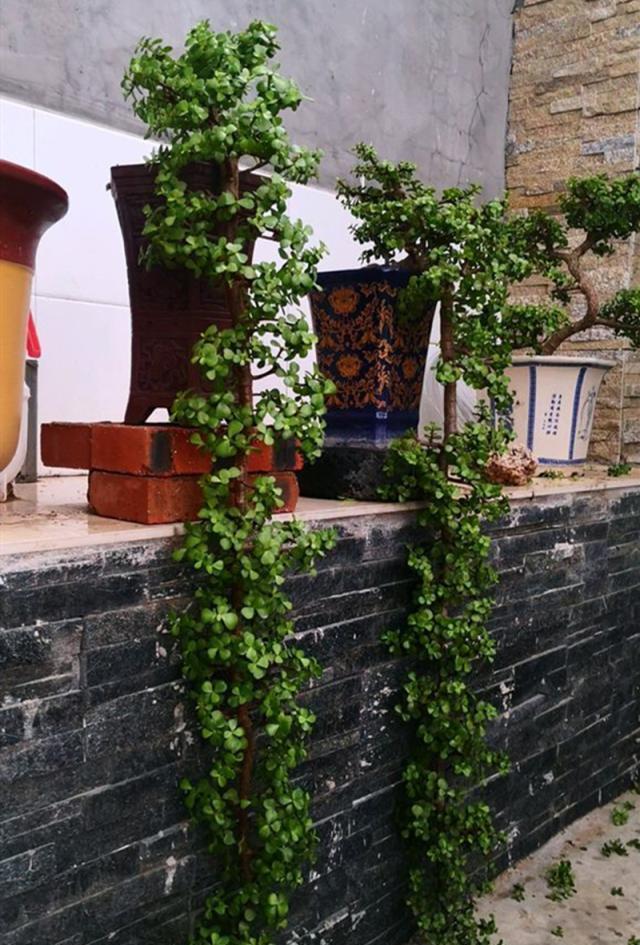 扦插一根枝,修修剪剪,一年长成“悬崖桩”,价值翻几倍