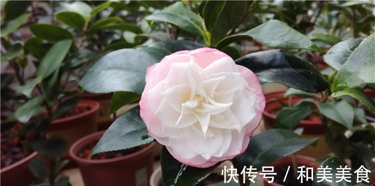 土壤|错用这几种土种茶花,难怪茶花老长不好,黄叶不开花!