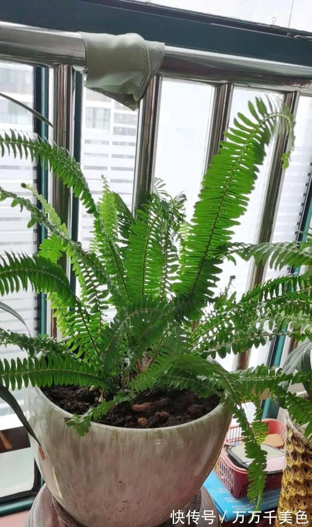 光线|家里光线差,这三种花可以放心入手,养一盆爆一盆