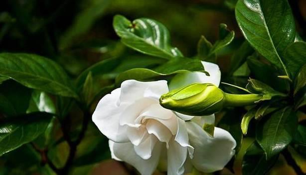 蟹爪兰|蟹爪兰茶花栀子花老是落蕾,学会这招分分钟开花