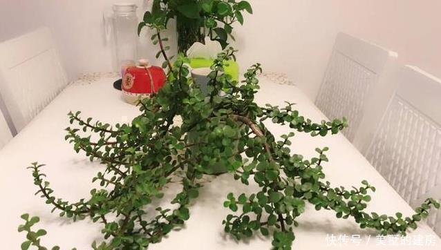 浇水|养金枝玉叶,一个小方法,一片叶子都不掉,长得枝繁叶茂又漂亮