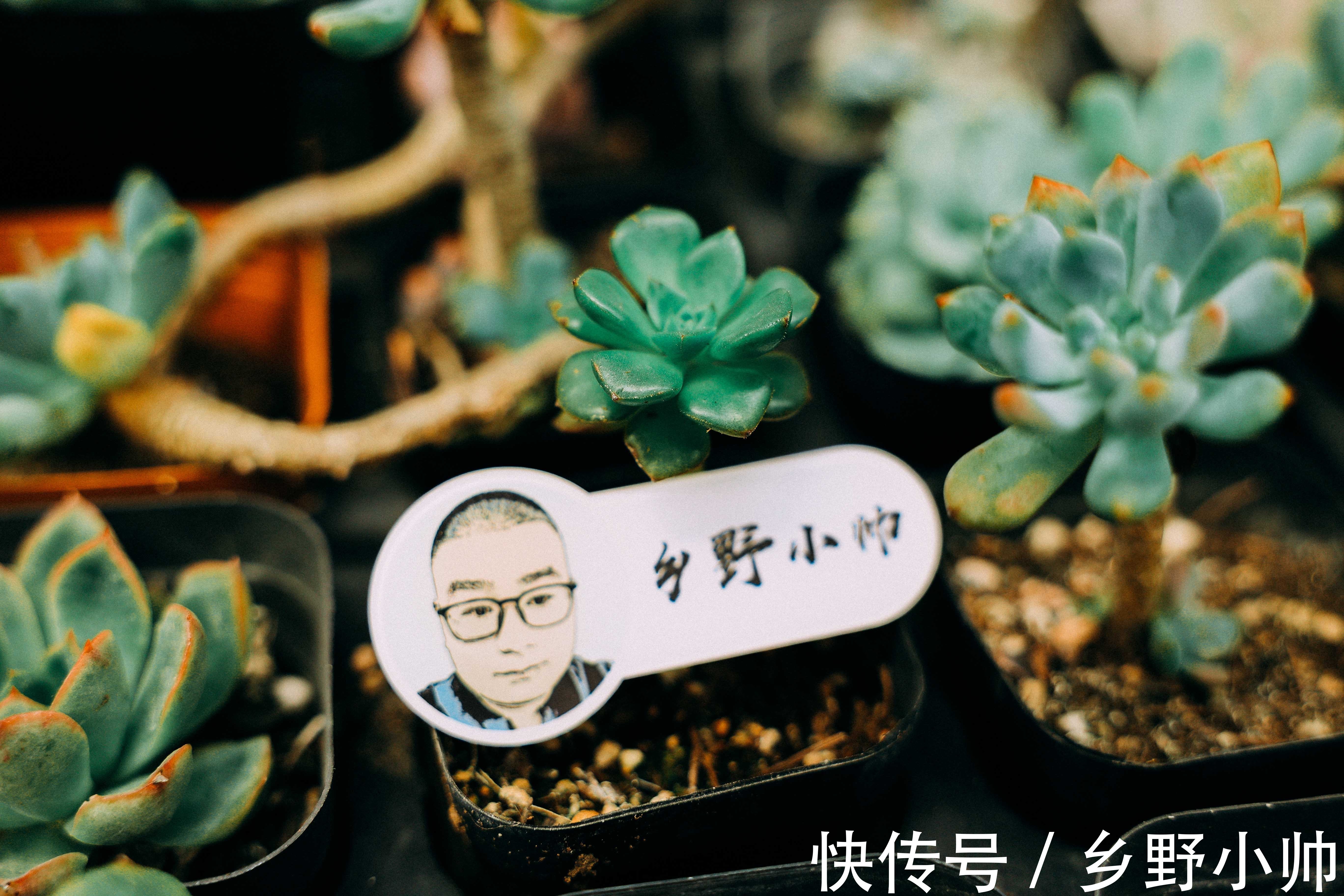 立秋时节|立秋时节,喝完第一杯奶茶,开始新的养肉之旅让多肉快速上色