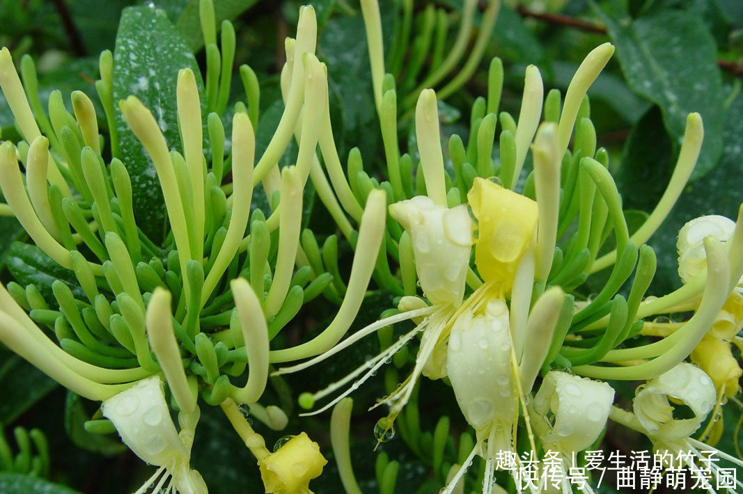 金银花和山银花的区别,认识一下,根据需要,可以区分就好