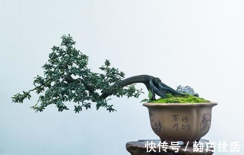 薄膜|三招教会你，让树桩快速发芽成活，方法简单，一看就会，管用