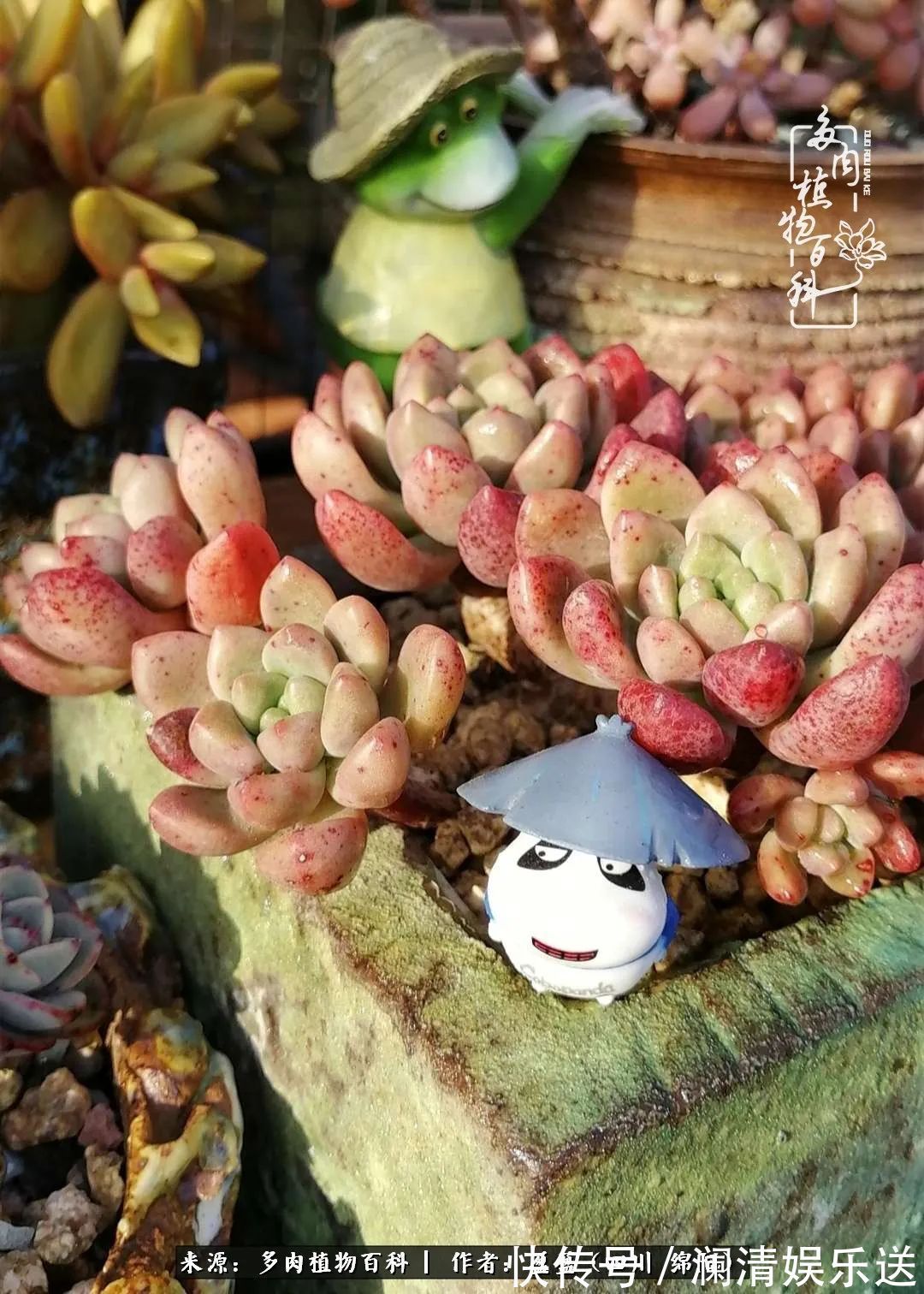草木|一定要爱着点什么,恰是草木对光阴的柔情!