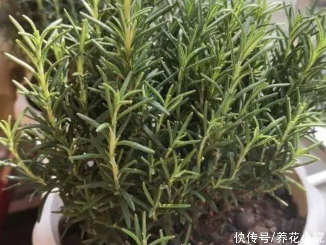 施肥|夏天蚊子太多，养上2种“驱蚊草”，让蚊子不敢靠近