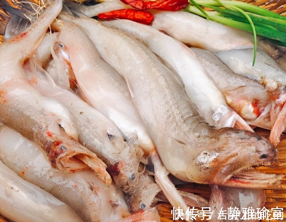 鲤鱼|鲤鱼鲫鱼比不过,这3种海鱼才是“营养首选”!老板:会吃是行家