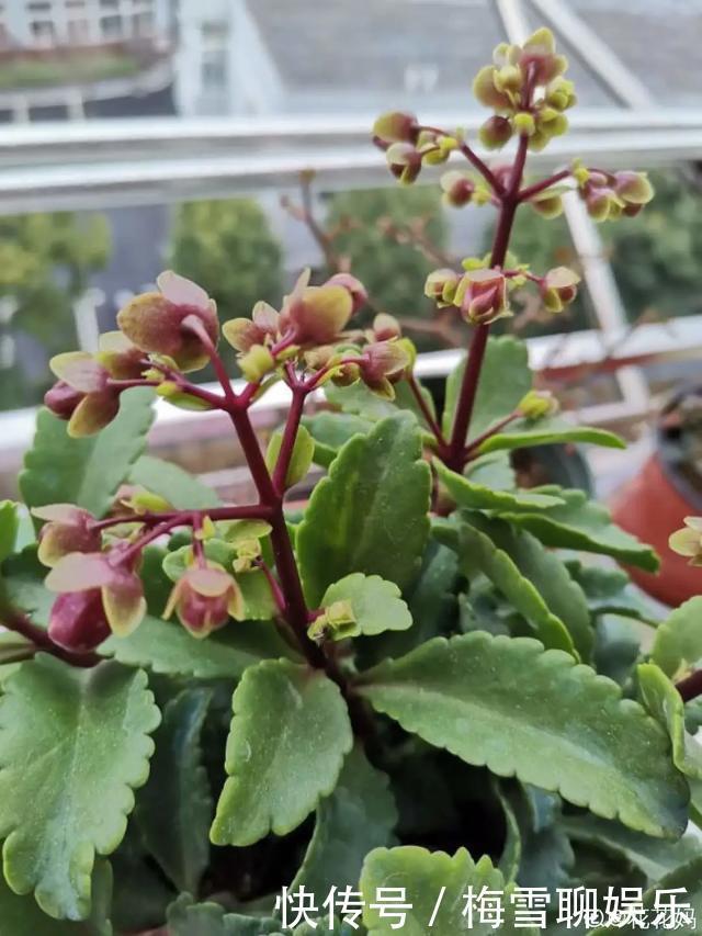 瀑布|6种花,一定要吊起来养,开花像瀑布,看着真过瘾!