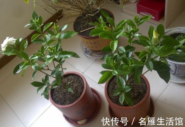 浇水|夏秋养花盆栽栀子,做到这些,香盈满屋,花叶果俱美