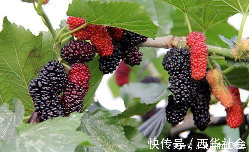 碱性食物|尿酸的“清洁工”终于找到了，每天吃一点，排出尿酸，赶走痛风