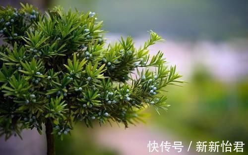 藏家|受人追捧的罗汉松,一树难求,价格昂贵是一方面,主要是珍贵稀少