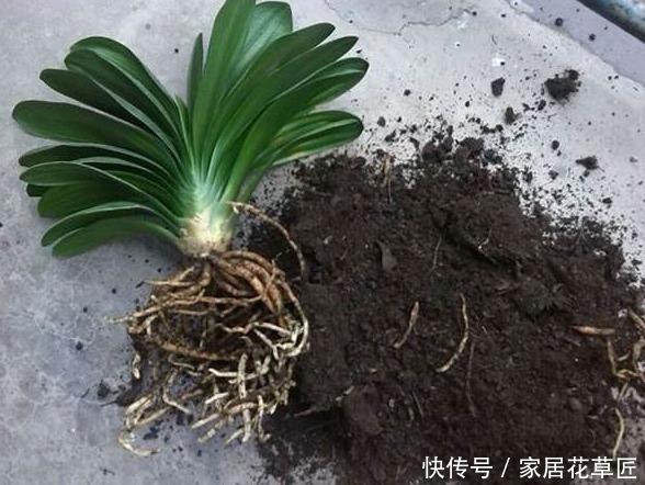 “君子兰”若总是烂根,不如用点“3种溶液”,根系长得更健康