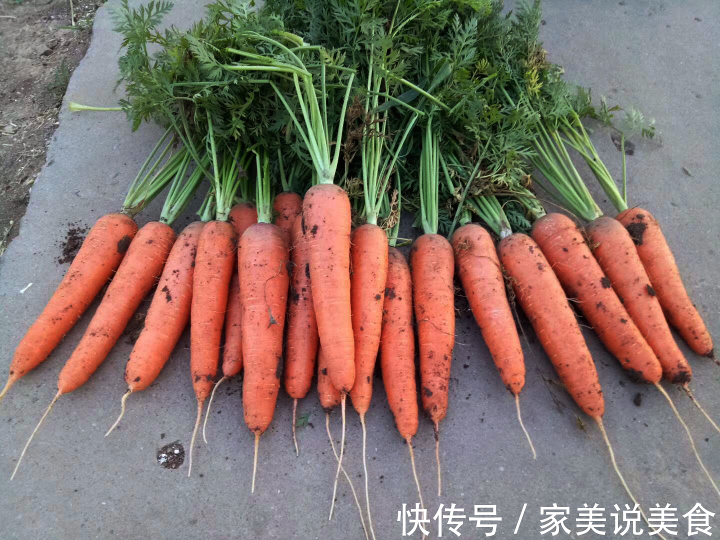 8月适合种什么蔬菜这三款口感型的好品种，农户不要错过啦