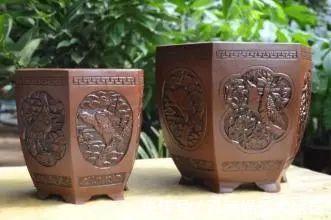 口诀|养君子兰，记住5个小口诀，养一盆旺一盆