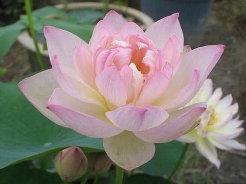 假花|4种花超好养,给点阳光就灿烂,漂亮得像假花