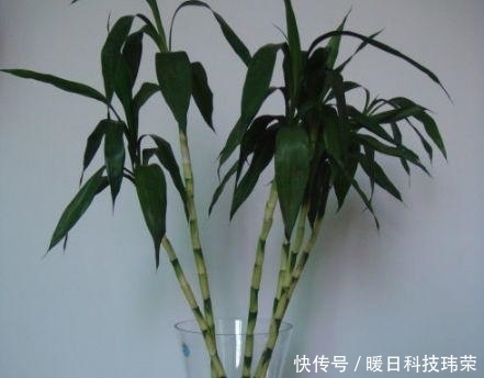 健康|这“3种”植物不管价格多“贵”, 也要养一盆, 身体变得更健康!