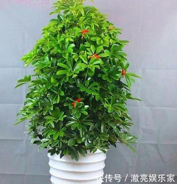 修剪|家养“招财树”,一根孤零零一刀修剪,枝繁叶茂,财源广进