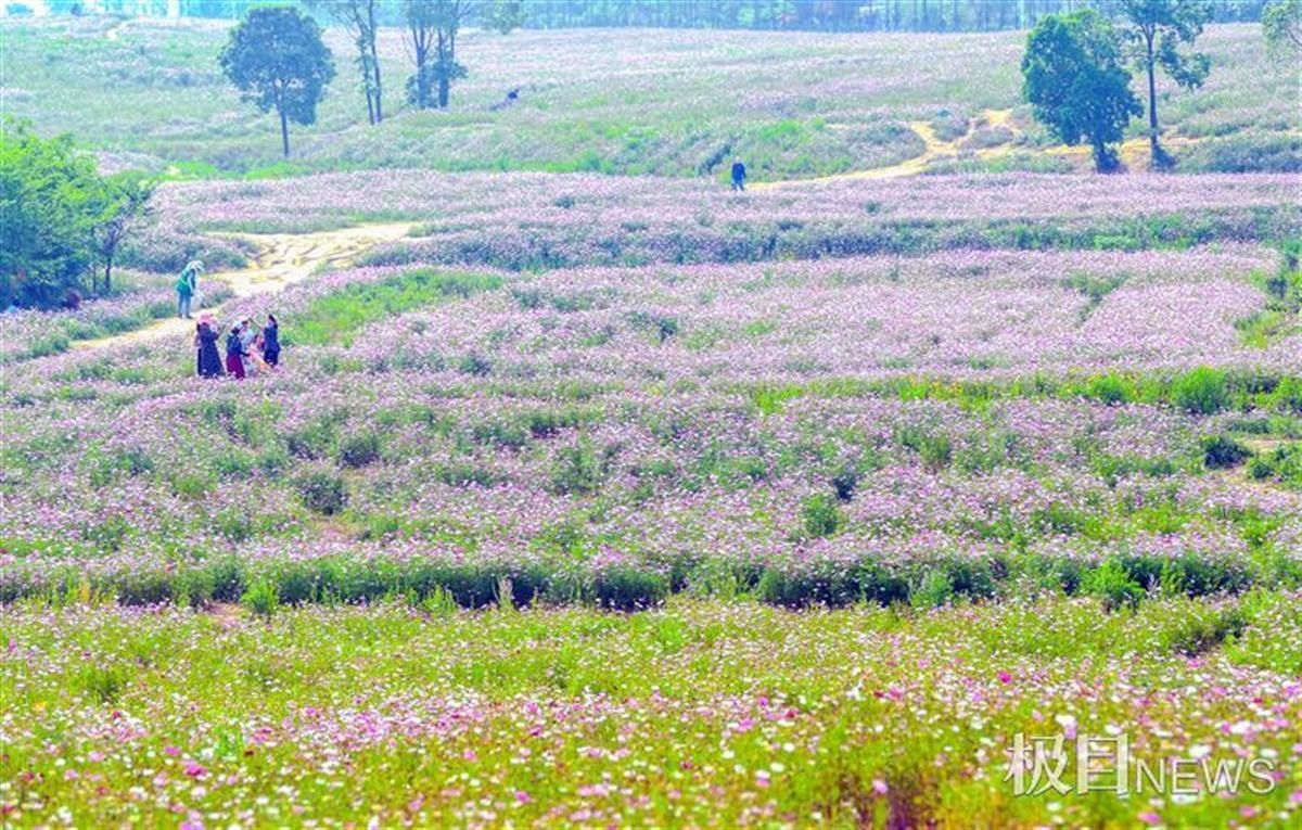 格桑花海绽放