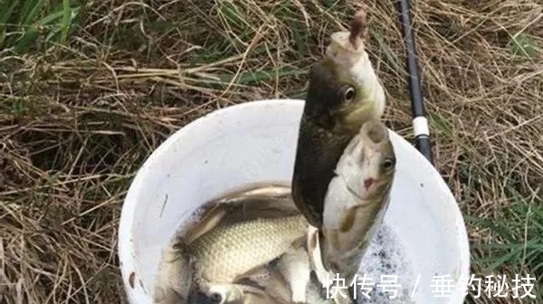 冬钓鲫不用这饵就没口,一年四季都可用,不信你不动心!