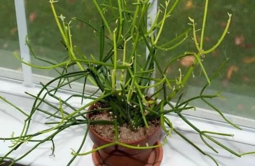 多肉盆栽,天冷不上色怎么办?关小黑屋叶子1个月就变糖果色