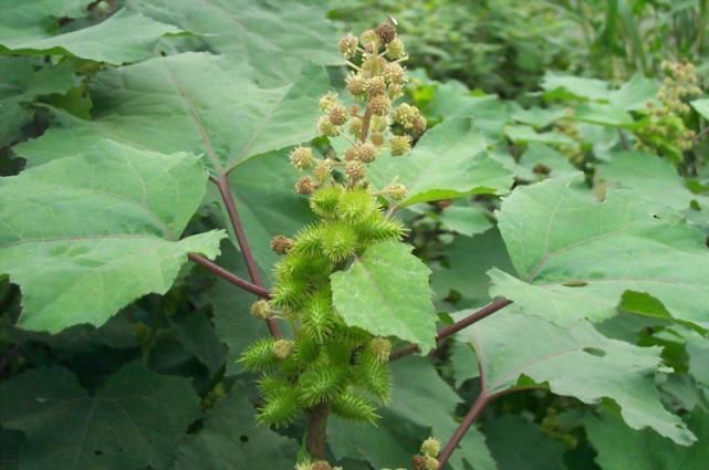 野外这几种花长得有趣,但不能往嘴里塞,它们有毒