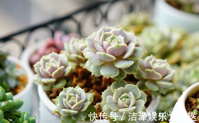 秋季|秋季养多肉可以淋雨吗有优点有缺点,做对“一点”,长成小胖子