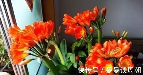 最厉害的养花营养液:给花喝一勺,四季油绿,花开满盆!