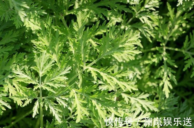 千金|你家地里若有“3种菜”,给千金也别换,关键时刻能救命