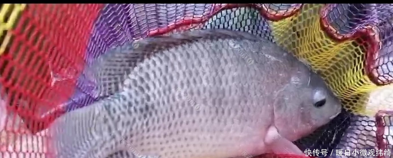 罗非好钓?想上大板非,还是需要点技巧的