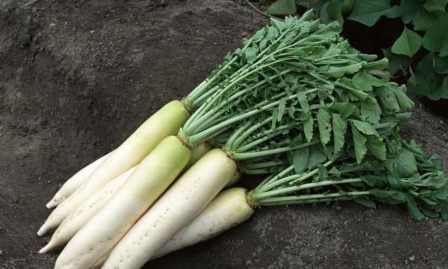 大肚子|女性养生,常吃的食物,美容养颜,清理毒素,甩掉大肚子