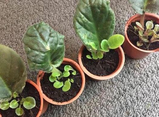 城市人养花,如何解决施肥难题3种方法,教你不花钱就养好花