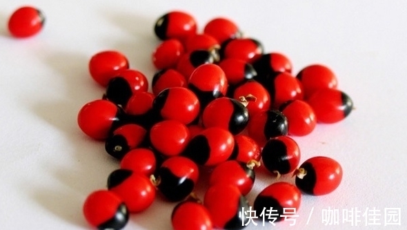 植物|最毒的植物,看到请远离!