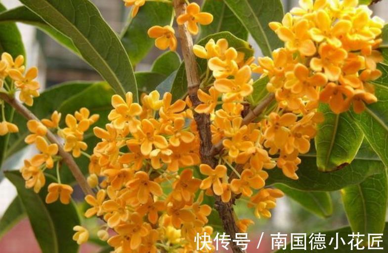 花匠|公认难养的6种花，老花匠丢室外不打理，反而长势旺开花美