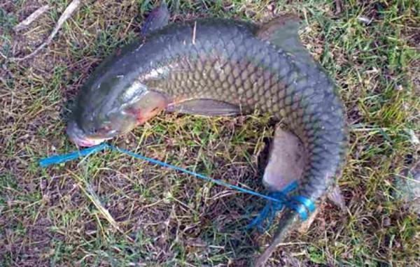 教你一种能让鱼离水活五天不死,并且不用水电、冰箱的法子