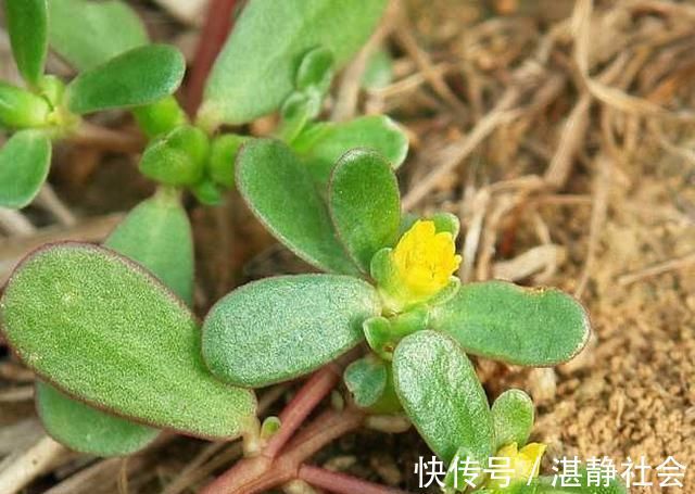 乡下这些野菜,曾经不被重视,现在成了稀罕物,价值高