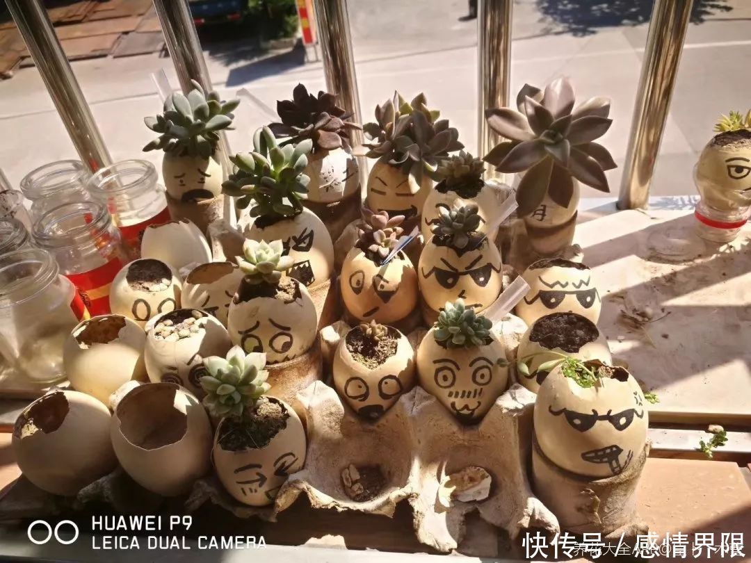 多肉盆栽猪肉这么贵,骨头洗干净种多肉,比花盆还好看