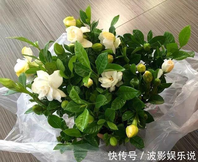 基部|扦插“4种花”趁现在,错过又是大半年,剪根枝条,15天就生根