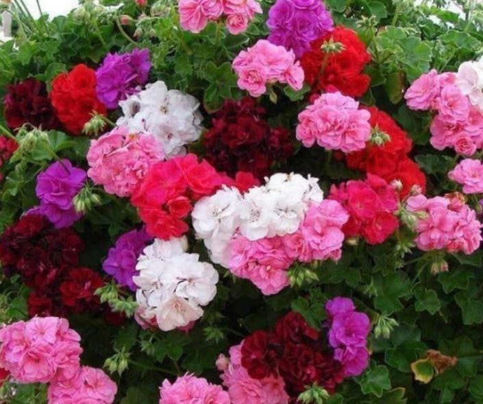 4种“好养花”，随便一养就爆盆，养家里，全年开花不断