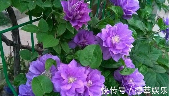 姐姐在小院里种一种花,开花实在太漂亮,路过的人没有不夸的