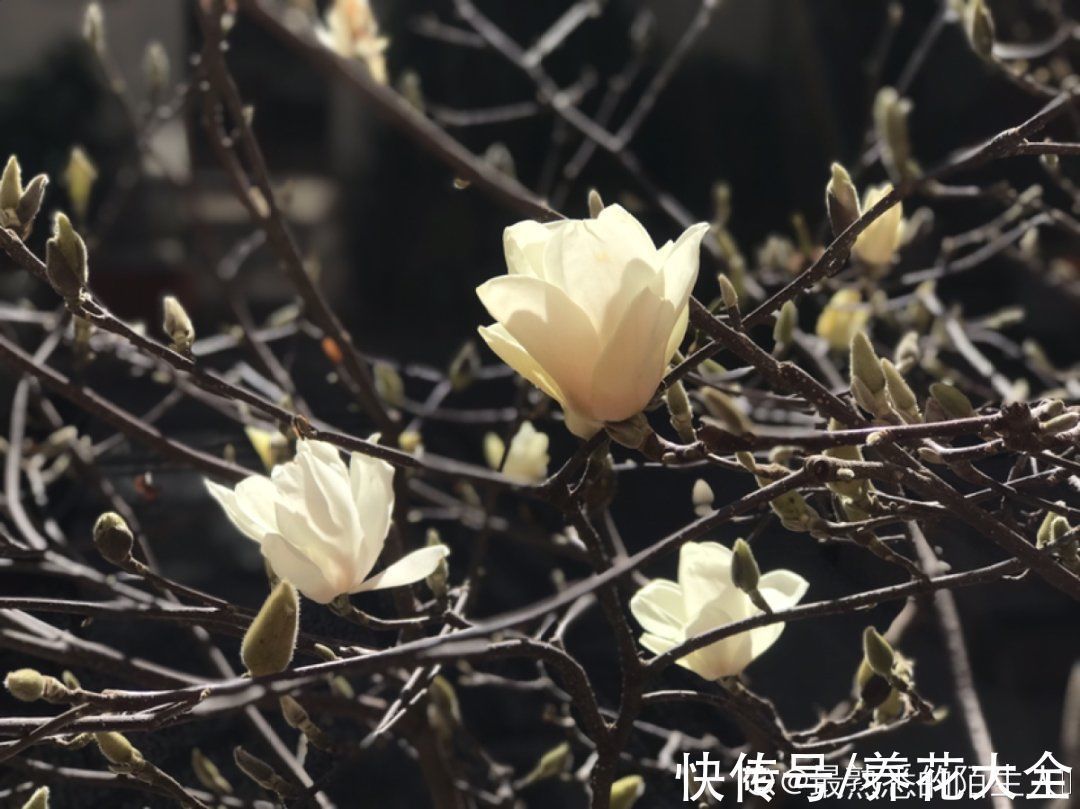家门口种棵“吉祥花”,满树都开花,还有“镇宅”好兆头