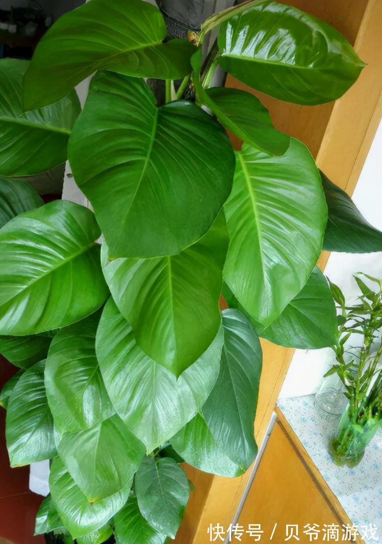 适合客厅养的“6种花”,一个比一个好养,一个比一个好看