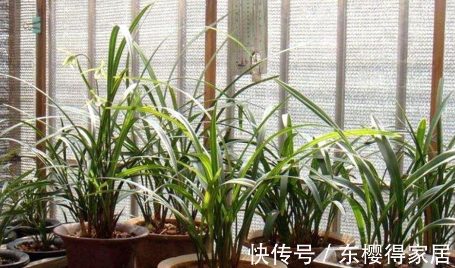 黄叶|兰花怕浇“3种水”,浇完黄叶又烂根,大部分花友都用错了