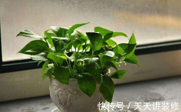 养花试试这几款,植株处于干燥的环境,容易影响生长开花