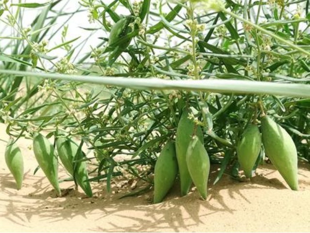 地捎瓜|农村一种野瓜,俗称“羊不奶”,是通乳和治腰酸背痛的一把好手