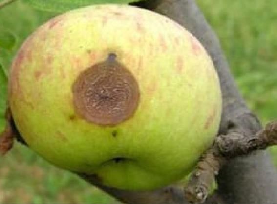 引起苹果炭疽病的原因是什么?
