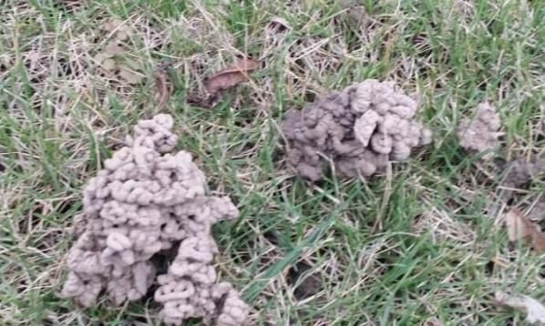 到了暖春，盆栽多肉该怎样施肥，用什么肥好？