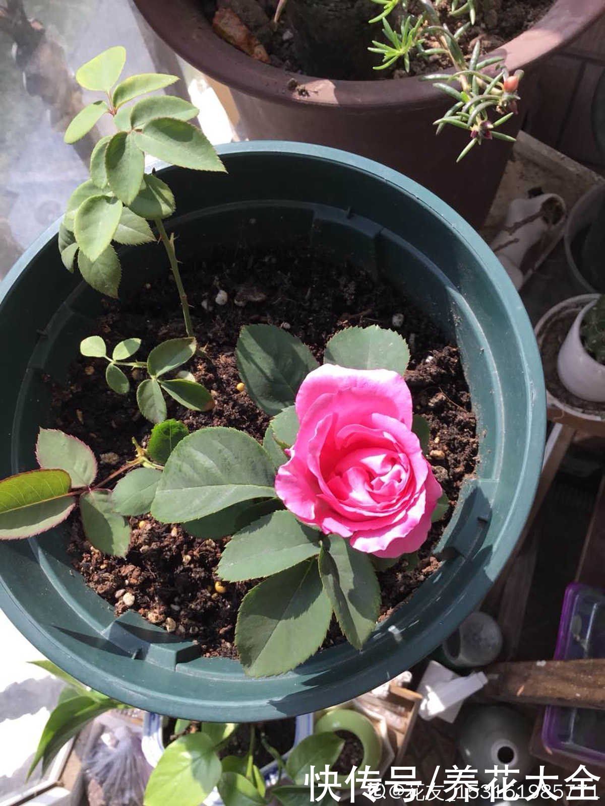 狗牙根|秋天扦插5种花，呼呼冒出“狗牙根”，明年春天就开花