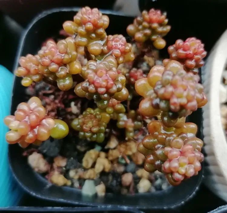 观音莲|90后川妹子的“丑肉”逆袭记!时光不弃,多肉常在!