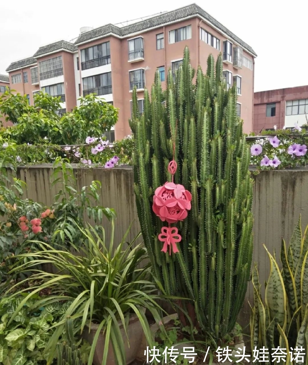 2021养盆镇宅花，当做守护神，好运进来，霉运离开！